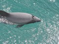 Een close up van een Hector dolfijn