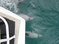 Afscheid van de dolfijnen voor onze boot