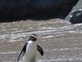 Prachtige pinguins spotten op Monro Beach