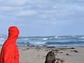 Een potige zeeleeuw op het strand van Waipapa Poin