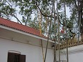 Anuradhapura - Sri Maha Bodhi (bo-boom)