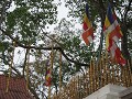 Anuradhapura - Sri Maha Bodhi (bo-boom)