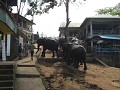 Pinawella olifantenweeshuis