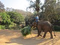 Het Thai Elephant Conservation Centre, waar olifan