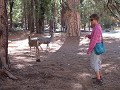 Hertjes in Yosemite