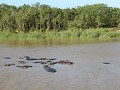 Nijlpaarden spotten op het St Lucia meer