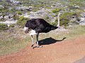 Struisvogels in het wild