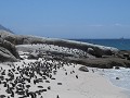 Afrikaanse pinguins op Boulder beach