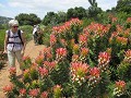 Botanical Gardens van Kirstenbosch 