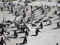 Afrikaanse pinguïns in Boulders beach 