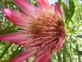 Botanical gardens van Kirstenbosch