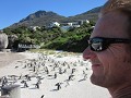 Afrikaanse pinguïns in Boulders beach 
