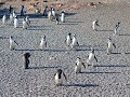 en nog pinguïns, nu in CABO DOS BAHIAS