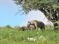 Gevlekte hyena met pups in KTP