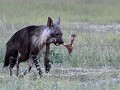... loopt een derde ermee heen.
bruine hyena bij z