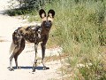de Afrikaanse wilde hond = painted dog nabij KHIDI