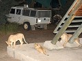 nachtelijk bezoek op de campsite: 9 leeuwen rond d