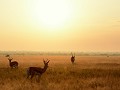 sunset in de KALAHARI