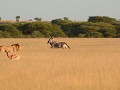 jagende leeuw in CENTRAL KALAHARI GAME RESERVE