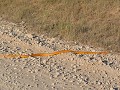 een Kaapse cobra kruist ons pad