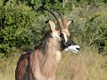 een roan-antilope, de enig die we zagen in 6 maand