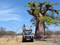Baobab, opweg naar KUBU Island, BOTSWANA