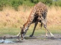 Giraf met "red billed oxpickers"
