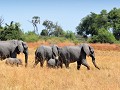 En enorm veel kuddes olifanten in MOREMI