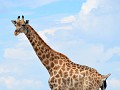 Bevalling van een baby girafje