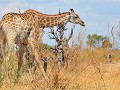 En moeder giraf beschermd haar jong tegen de zon, 