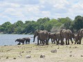 Enorme kuddes olifanten, Riverfront CHOBE
