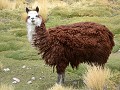Lama in PN Volcan ISLUGA