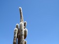Cactus vallei