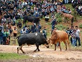 Bull-fighting in TUOJUE