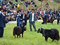 Sheep-fighting 
YI Torch festival in TUOJUE, Sichu