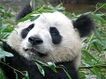 Panda breeding center
