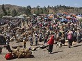 De kamelenmarkt in BATI