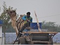 een kameel aan een benzinepomp ... dorstige woesti