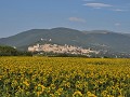 Zonnebloemen met in de verte Assisi