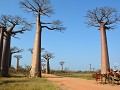 de Avenue Baobab nabij MORONDAVA