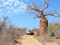 wij en een baobab, ergens onderweg