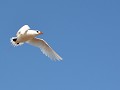 de roodstaartkeerkringvogel op NOSY VE