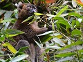 Golden bamboo lemur 
PN Ranomafana