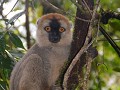 Greater bamboo lemur
PN RANOMAFANA