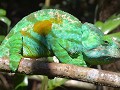 PARONS chameleon (male)