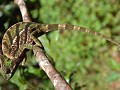 PARSONS chameleon (female)