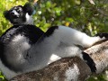 Indri Indri PN Andasibe