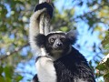 Indri Indri, PN Andasibe 