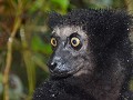 Black Lemur 