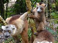 Crowned Lemur 